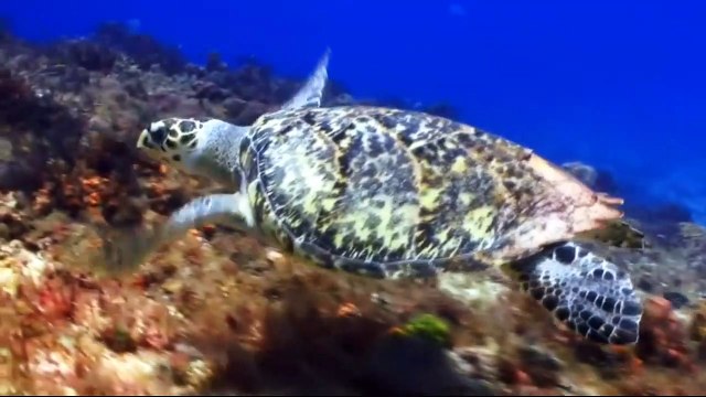 documentario vida selvagem, animais exoticos / documentary wildlife, exotic animals, the animal world / fauna documental, animales exóticos, el mundo animal.