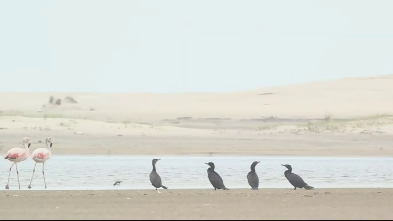 documentario vida selvagem, animais exoticos  /  documentary wildlife, exotic animals,    the animal world  /  fauna documental, animales exóticos, el mundo animal.