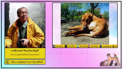 เรื่องน่ารู้กับวิตามินดีในสุนัขให้ประโยชน์หรือโทษ : FM91 คลินิกสัตว์เลี้ยง : 31 ตุลาคม 2563