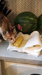 Blind Rescue Cat Munches on Some Corn