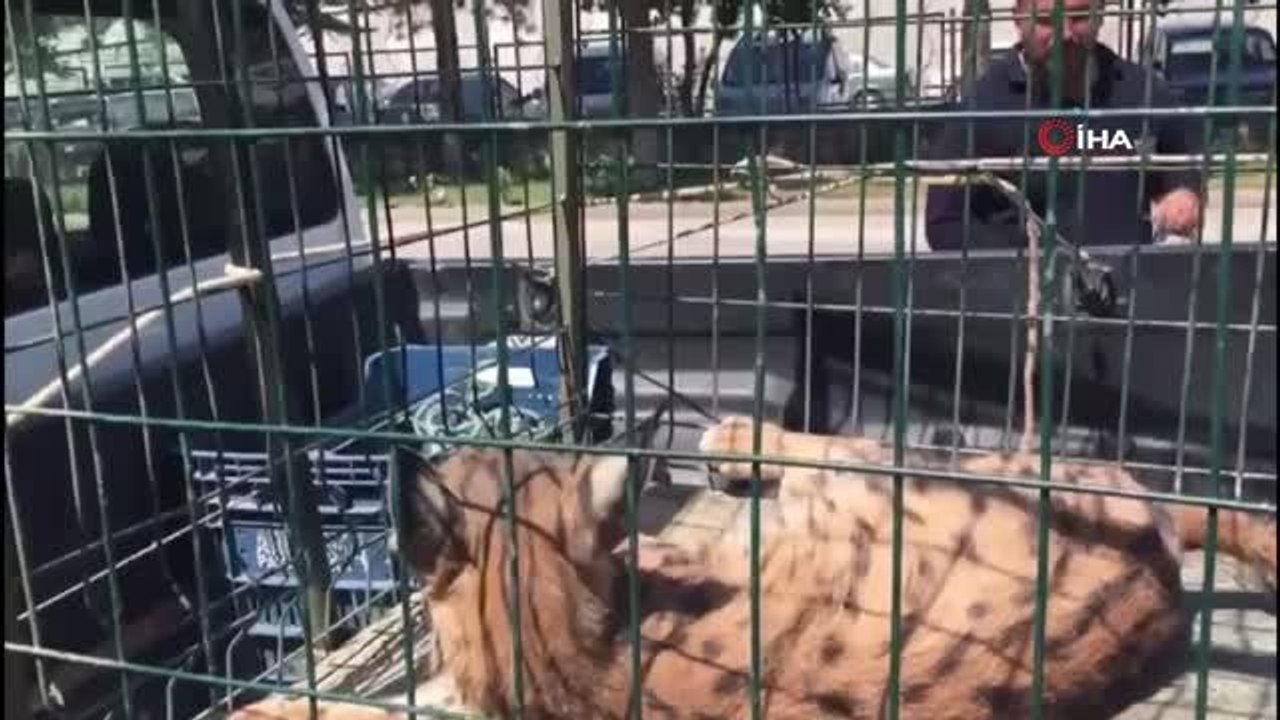 Köye inen vaşak yakalandı