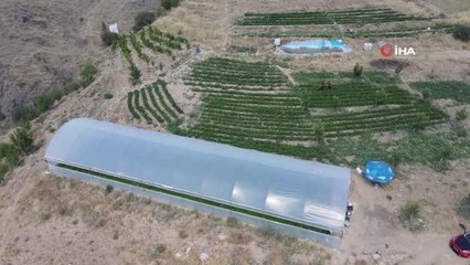 Tescilli 'Keban biberi' işini büyüttü, verimi arttırıp ihracata başladı