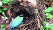02.Parent Pitta Birds Feeding Babies in the Nest on Ground (2) – Family of Blue-winged Pitta (Ep41)