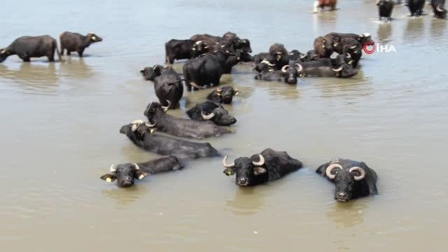 Sıcaktan bunalar mandalar Kızılırmak'ta serinliyor