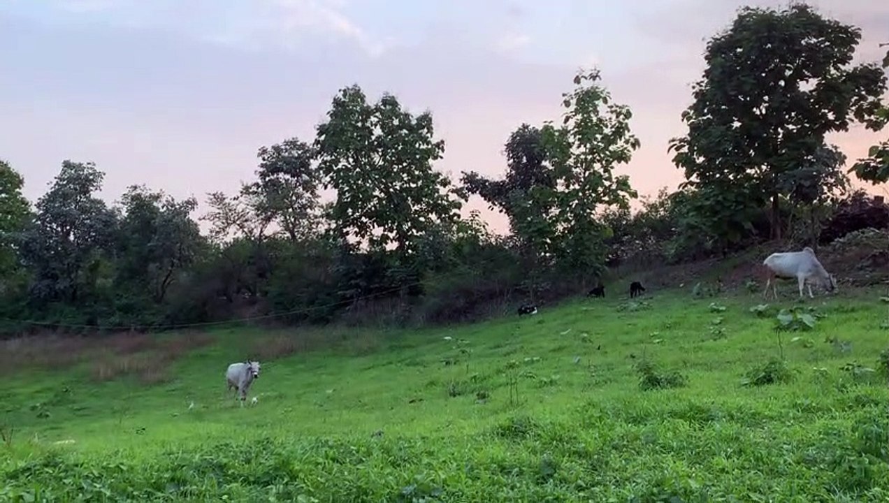 Green field