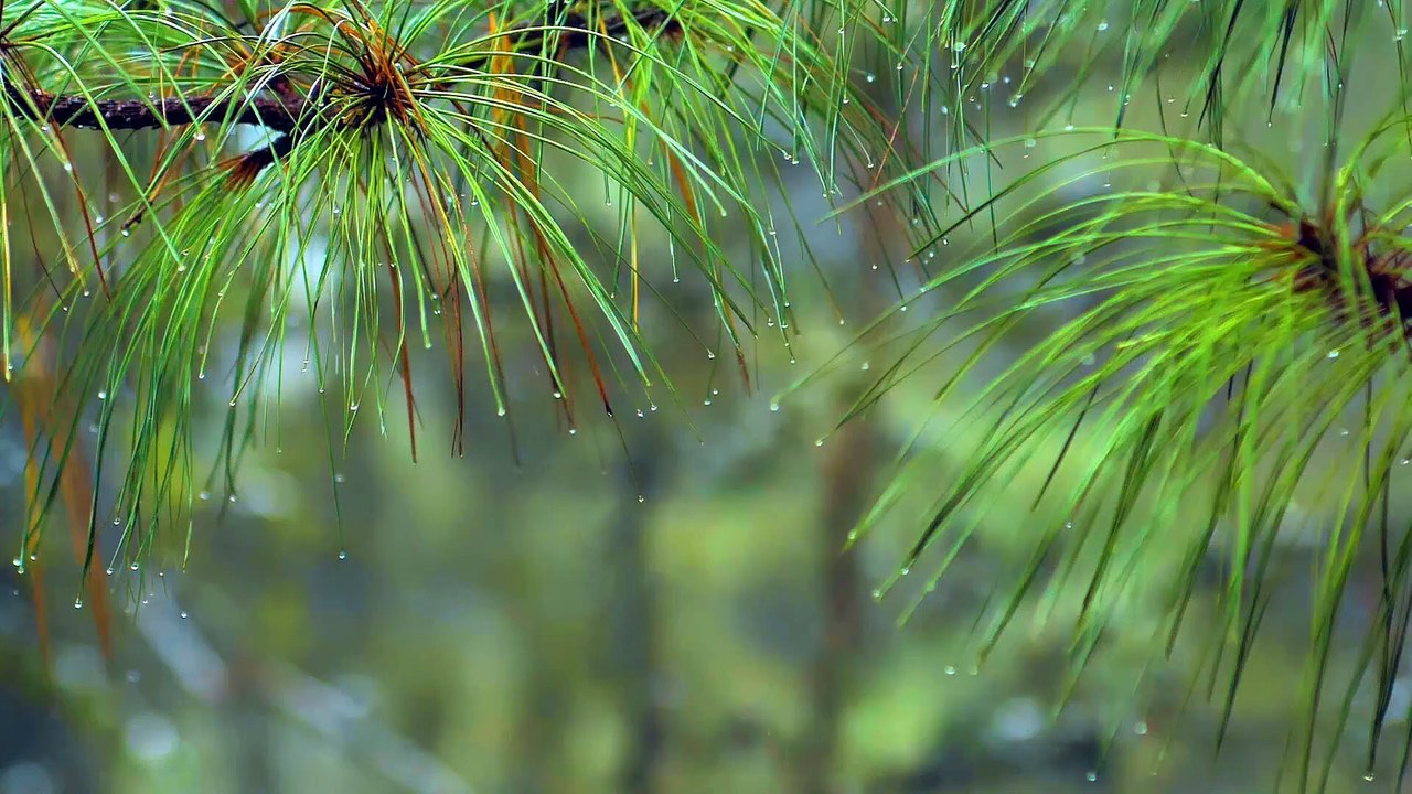 Relaxing Sound of Rain and Wind in Forest Beauty Of Nature