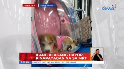 Ilang alagang hayop, pinapayagan na sa MRT | UB