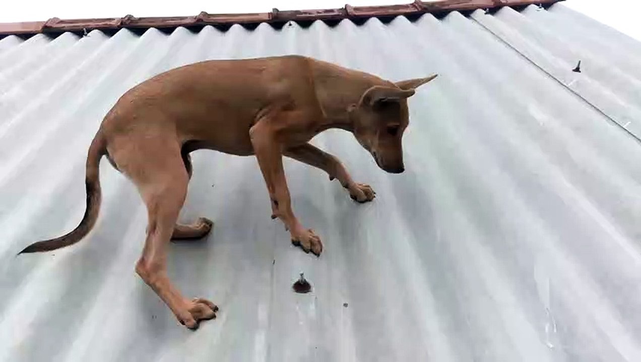 dog funny video