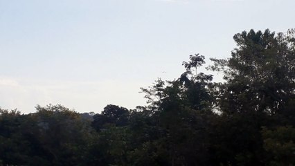 Airbus A320 PR-TYF na aproximação final antes de pousar em Manaus vindo de Guarulhos