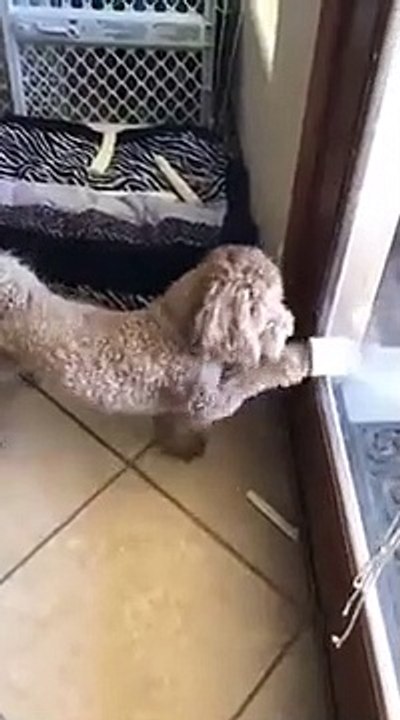 A Doorbell For Doggos