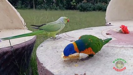 17.Indian Ringneck Parrot Meets Rainbow Lorikeet!