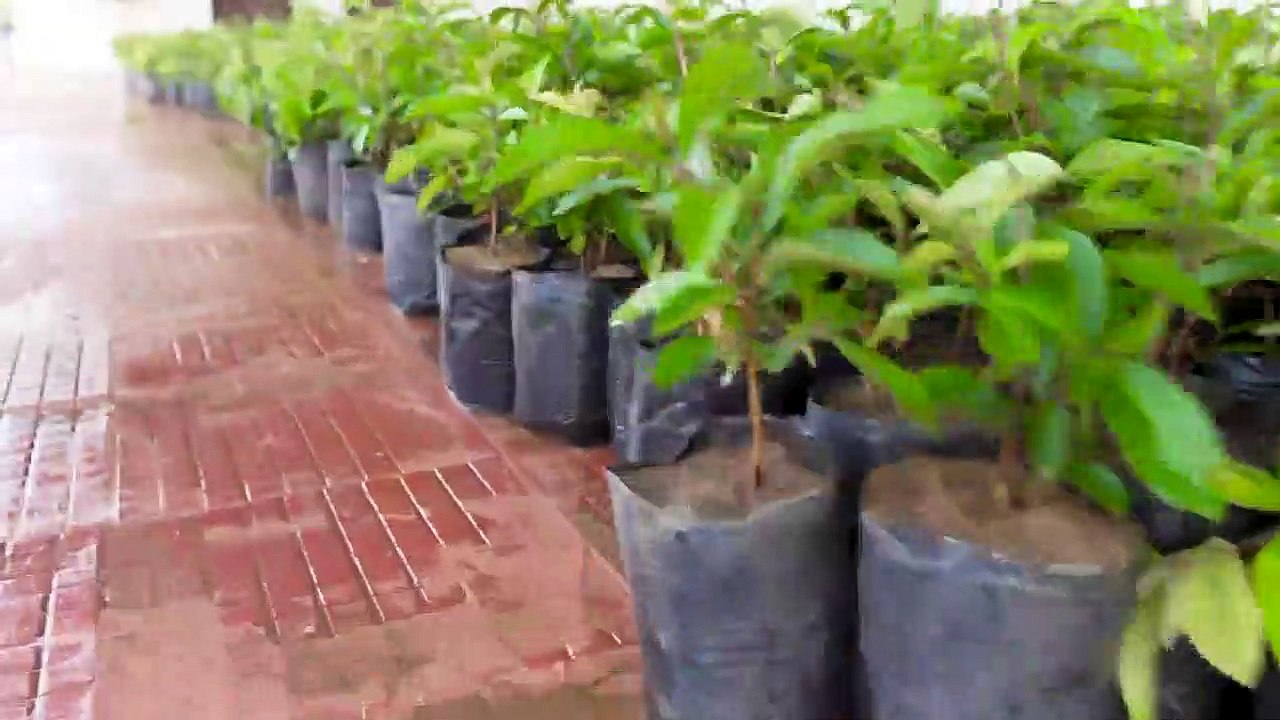We Plant 12000 Trees And Gave It For Free || हमने लगाये 12000 पेड़