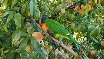 13.Baby Rainbow Lorikeet Natural Sounds_ Chirping