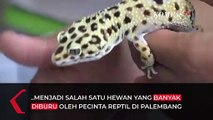 Raup Cuan dengan Budidaya Leopard Gecko di Masa Pandemi Covid-19