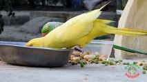 14.Amazing Indian Ringneck Parrots