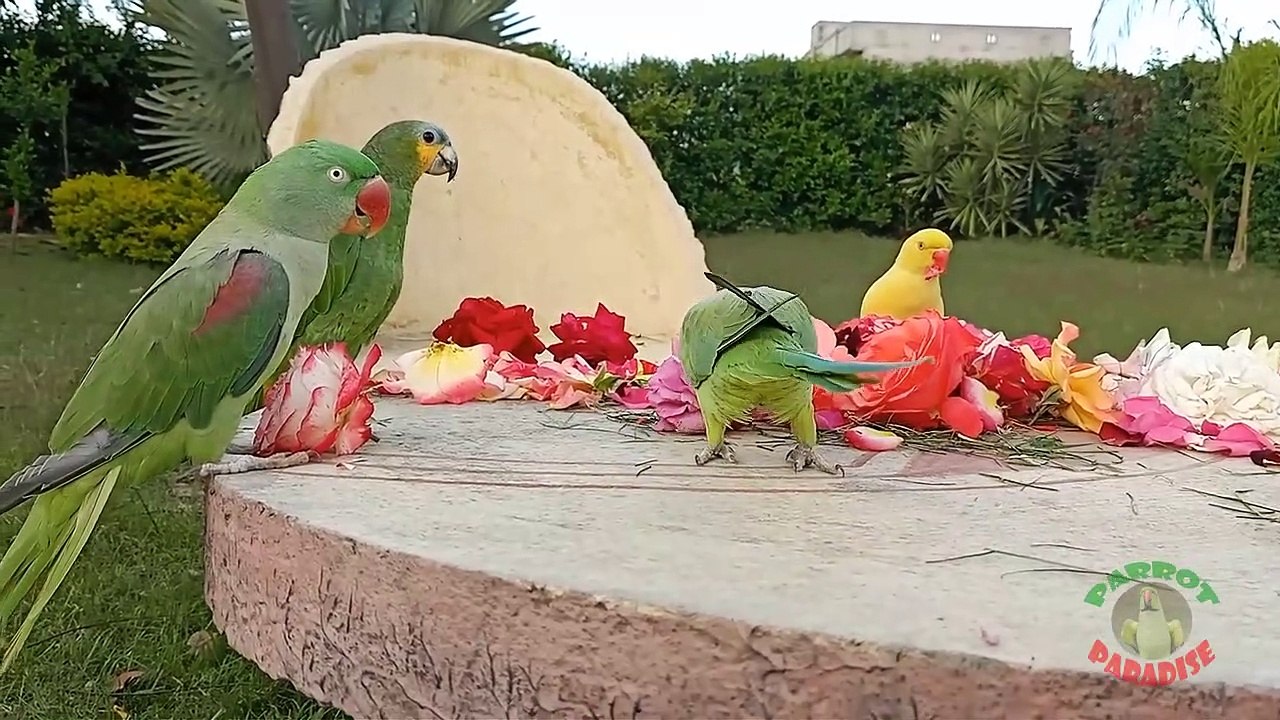 15.Talking Indian Ringneck Parrot Making Clicking Sounds