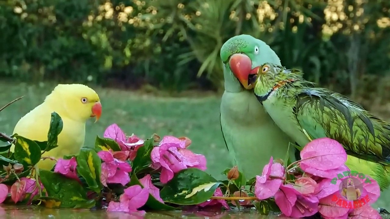 16.Parrots Taking Shower