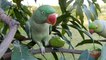 18.Talking Ringneck Parrot Sweet Voice