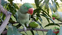 18.Talking Ringneck Parrot Sweet Voice