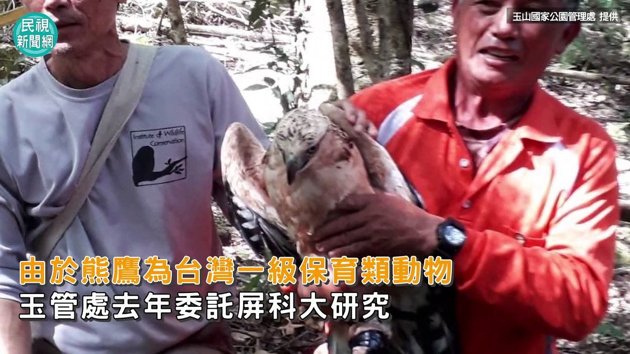 影／瀕危母熊鷹升格當媽　追蹤1年喜見超萌畫面