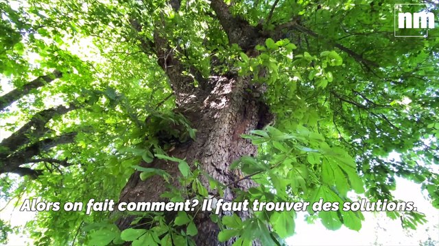 Planter des arbres pour réduire notre empreinte carbone