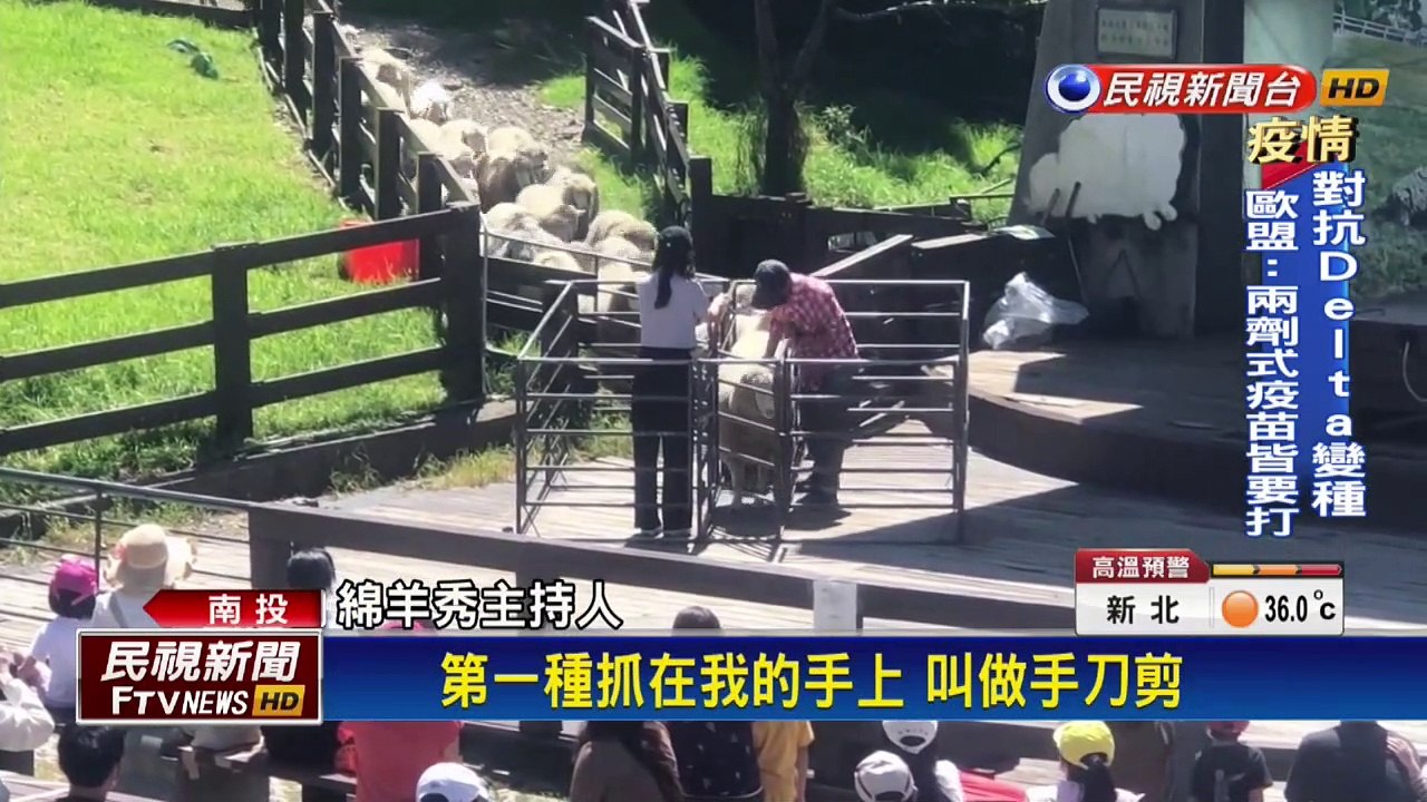 清境農場微解封 上午迎來第一場綿羊秀