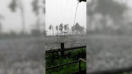 La violenza della grandinata del 13 luglio nelle campagne di Racconigi