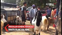 Penjualan Kambing Meningkat Drastis Jelang Idul Adha