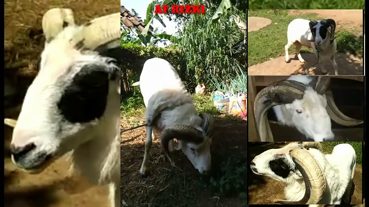 Domba pejantan tangguh