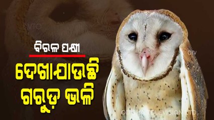 Rare Species Of Garuda Bird Found In Cuttack