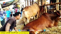 দেশী বড় গরুর দাম জানুন | Cow Hat Gabtoli 2021