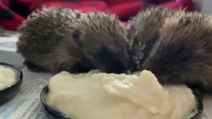 Salvan a tres erizos con una mezcla de leche y comida para gatos