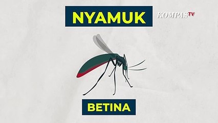 Jangan Sepele, Waspada Dengan Bekas Gigitan Nyamuk Pada Kulit