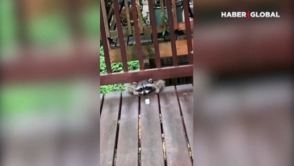 Marşmelov için verilen mücadele gülümsetti