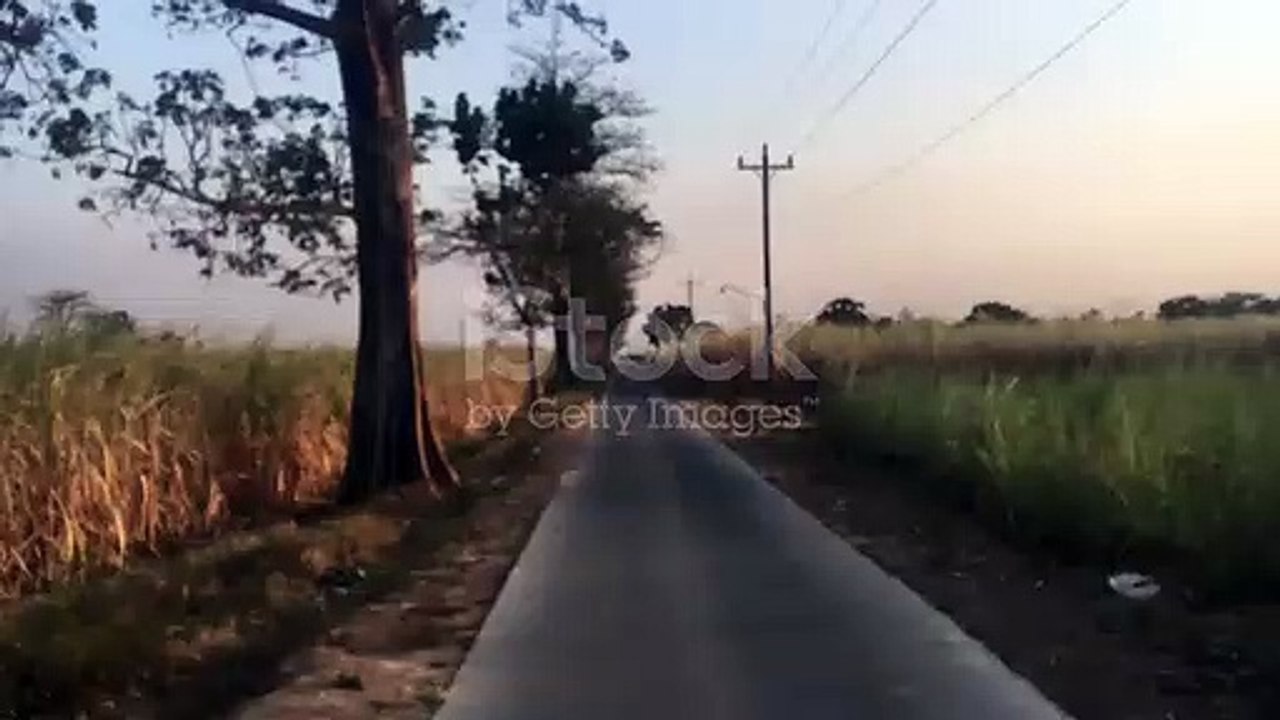 Kebon tebu