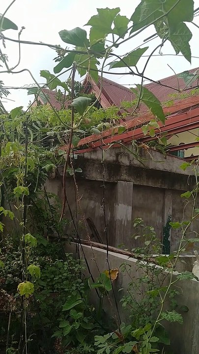 sitaw plants