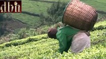 Agriculture Cabinet Secretary Peter Munya says, Collapse Of Tea Prices Blamed On High Production