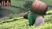 Agriculture Cabinet Secretary Peter Munya says, Collapse Of Tea Prices Blamed On High Production