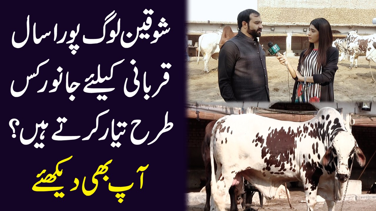 Shoqeen log pura saal qurbani k liye janwar kis trah tayar kartay hain? Aap b dekhiye