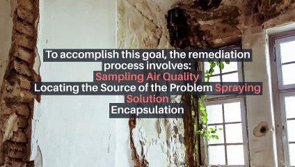 Know the differences between Mold Removal And Mold Remediation