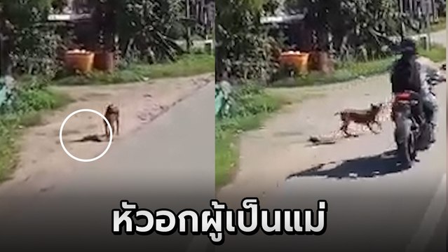 สุดสลด ! คลิปแม่หมาคลั่งลูกถูกรถชน ยืนเฝ้าซากไร้วิญญาณลูก ไล่กวดรถหาคนทำ