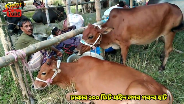 ছোট ও মাঝারি সাইজের গরুর দাম | হাটে কোরবানির গরুর দাম কেমন | হাটে আজকের গরুর দাম | Gorur Haat 2021