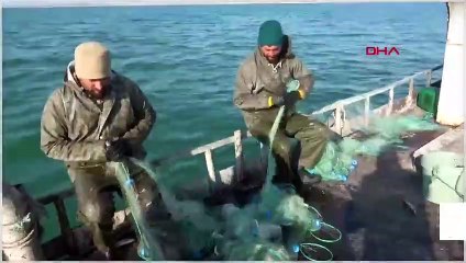 İnci Kefali'nde av yasağı bitti