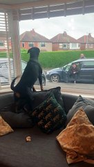 Rottweiler extremely happy to see grandparents    shorts rottweiler_# ANIMAL TRUE LOVE