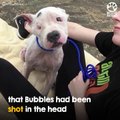 Puppy SURVIVED being shot in the head and lives her best life today # ANIMAL LOVERS