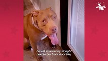 Pittie Goes Wild When He Sees His Grandparents _ The Dodo Pittie Nation # ANIMAL LOVERS