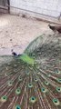 Peacock - beauty of nature | wildlife nature