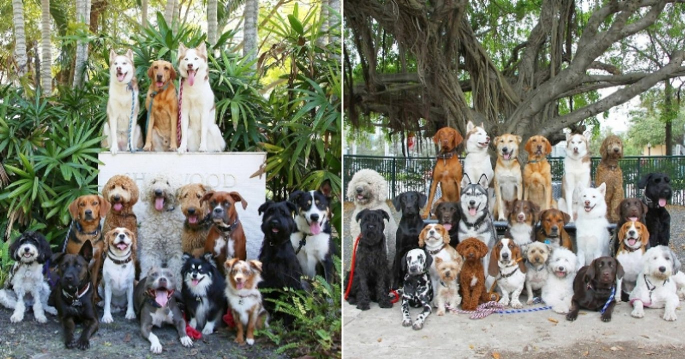 Ce centre de dressage pour chiens réussit l'impossible en réalisant des photos de groupe absolument parfaites