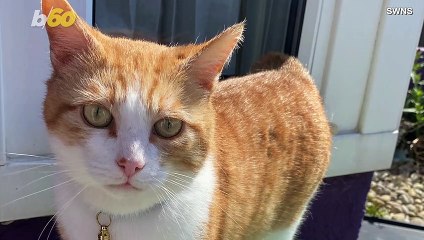 This Adorable Cat Looks Like a Burglar in Training