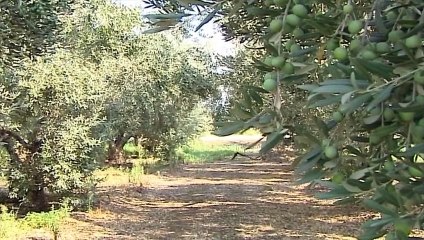 Ακαρπία στα ελαιόδεντρα της Φθιώτιδας - Συγκροτήθηκε επιτροπή για την εκτίμηση της ζημιάς